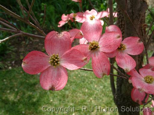 Dogwood Pink 